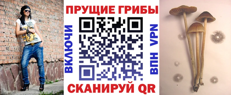 как найти   Красноярск  Галлюциногенные грибы MAGIC MUSHROOMS 
